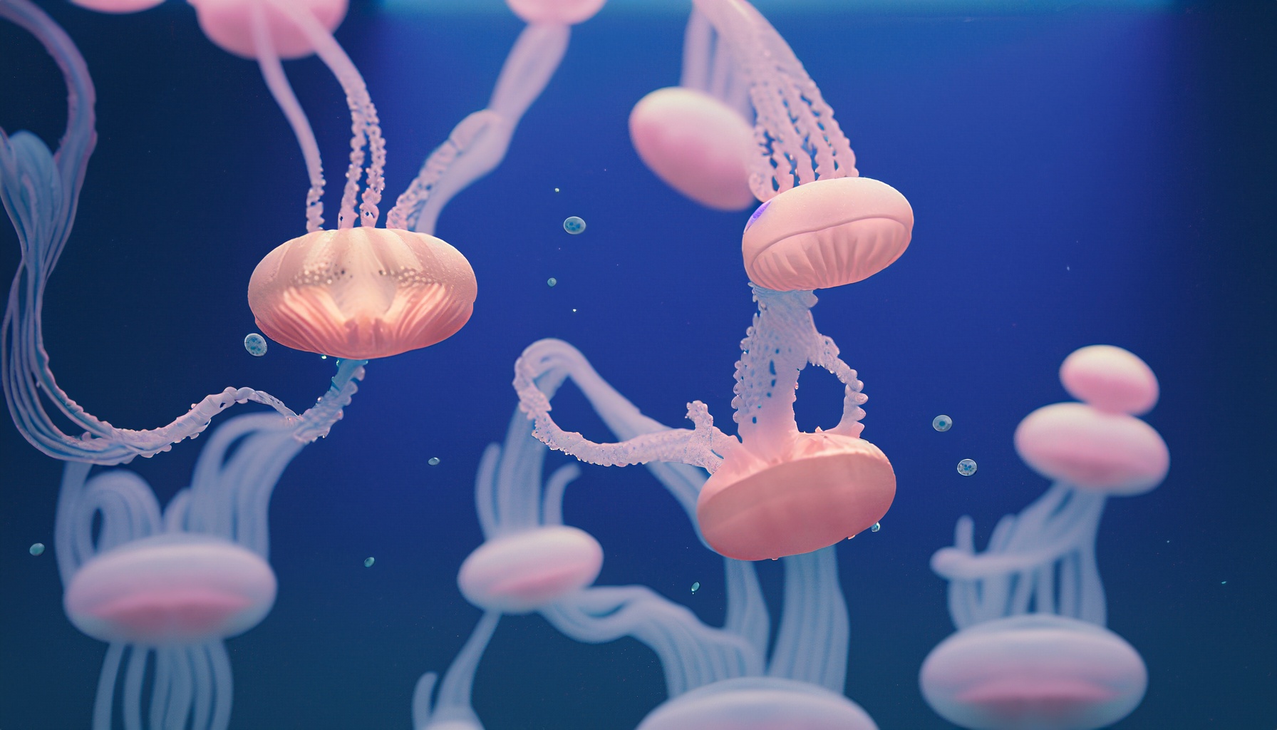 A group of jellyfish is known as a ‘smack’
