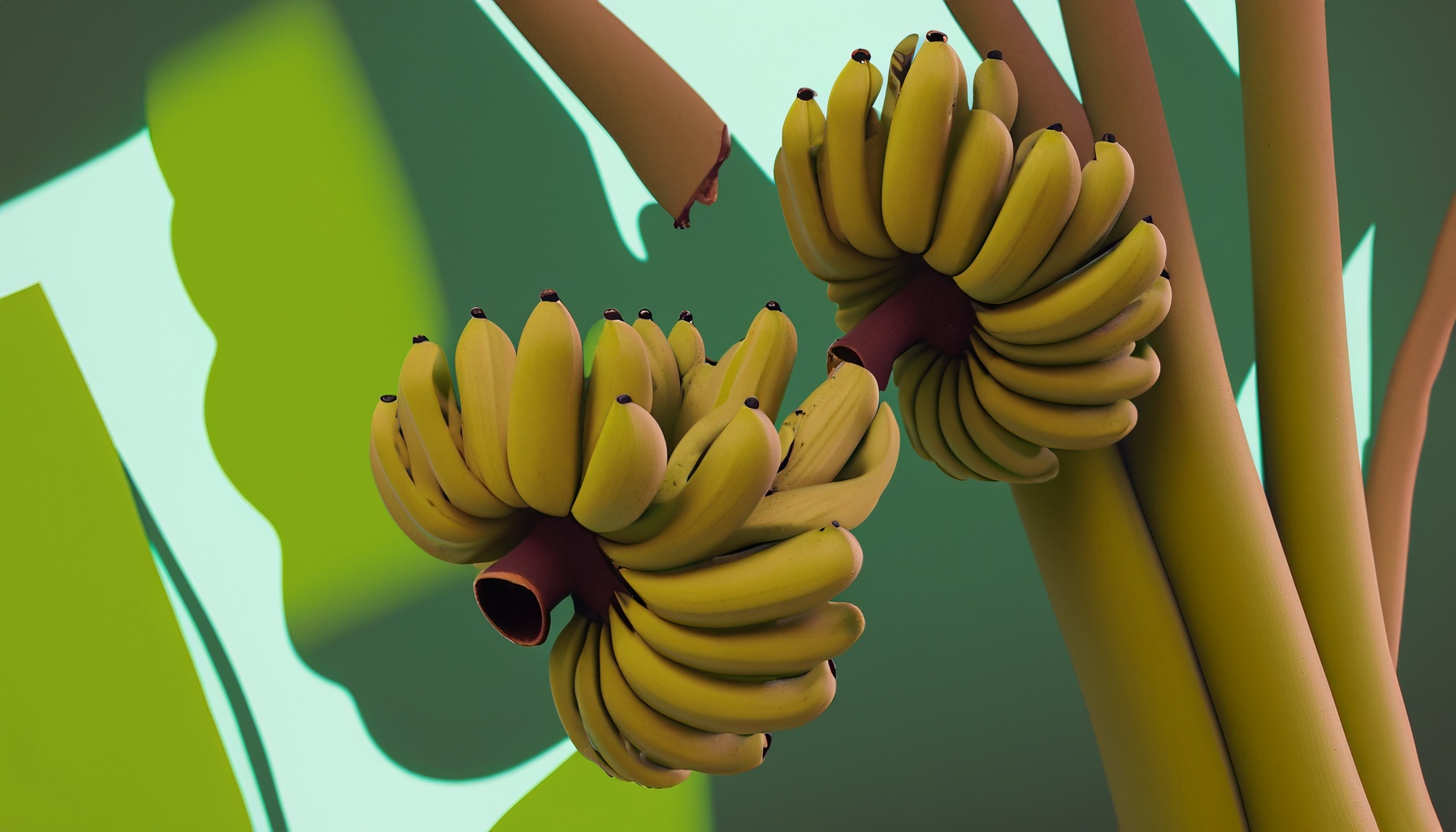 Bananas are berries